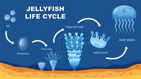 Illustration for Stages from egg to adult jellyfish - Royalty Free Image