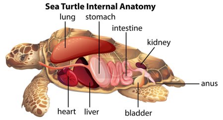 Detailed illustration of sea turtle internal organs