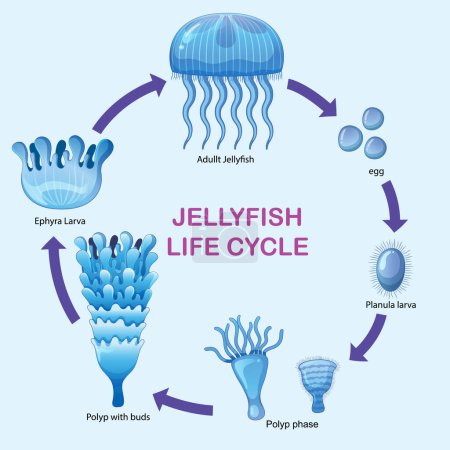 Illustration of jellyfish developmental stages