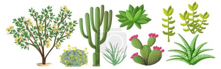 Illustration of various colorful desert plants