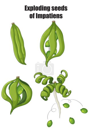 Illustration of Impatiens seed pods bursting open