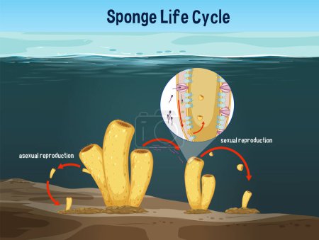 Illustration for Diagram showing sponge asexual and sexual reproduction - Royalty Free Image