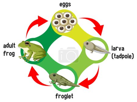 Ilustración de las etapas de la vida de la rana del huevo al adulto