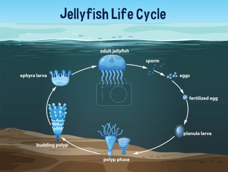 Illustration for Stages of jellyfish development from egg to adult - Royalty Free Image