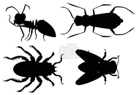 Téléchargez les illustrations : Quatre silhouettes d'insectes noirs sur fond blanc - en licence libre de droit