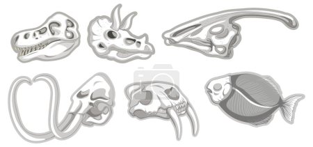 Vector illustrations of diverse animal skulls