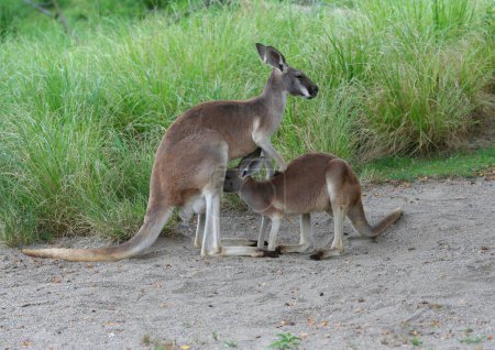 Mother Kangaroo feeding baby joey from Pouch at Local Zoo in  Australia