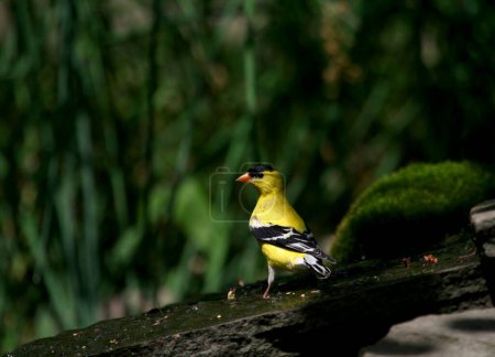 American Goldfinch Standing on a Rock with Blurred Background at Eagle Creek Park in Indianapolis, IN, USA