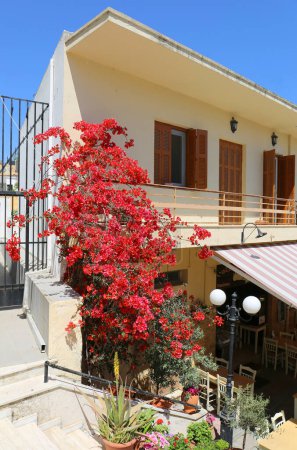 Téléchargez les photos : Kos, Grèce-12 mai 2019 : Bâtiment avec Restaurant, Volets de fenêtre, Bougainvilliers rouges Fleur, Plantes et Oliviers - en image libre de droit