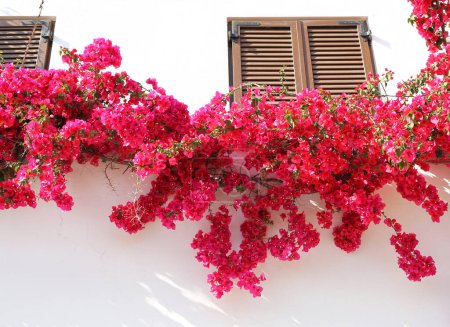 Téléchargez les photos : Volets de fenêtre bruns et bougainvilliers roses à Sigacik, Turquie - en image libre de droit