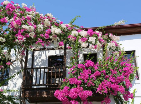 Verlassenes griechisches Holzhaus mit rosa und weißen Bougainvillea-Blumen in Kalkan, Antalya, Türkei