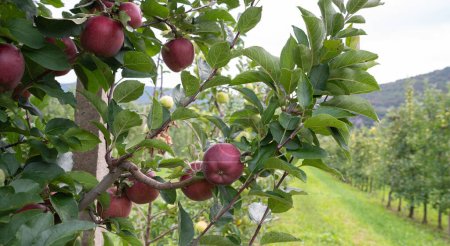 Huerto de manzanas. Imagen de manzanas maduras en el jardín listas para la cosecha, toma de la mañana. Foto de alta calidad