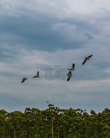 Photo for Low angle shot three birds flying over stormy cloudy sky - Royalty Free Image