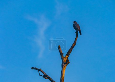 Téléchargez les photos : Oiseau noir debout au sommet de l'arbre, laguna esmeralda treeking, baie d'ushuaia, tierra del fuego, argentine - en image libre de droit