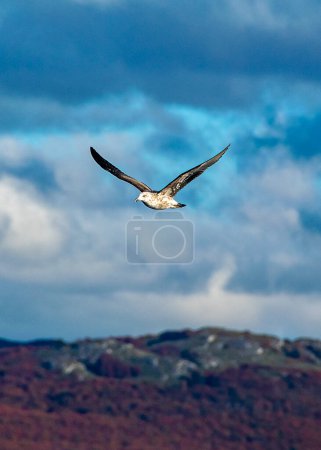 Photo for Sea bird flying over cloudy sky, tierra del fuego national park, ushuaia, argentina - Royalty Free Image