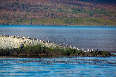 Foto de Colonia de cormoranes rey descansando en isla rocosa, canal beagle, ushuaia, tierra del fuego, argentina - Imagen libre de derechos