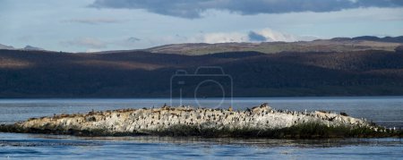 Foto de Colonia de cormoranes rey descansando en isla rocosa, canal beagle, ushuaia, tierra del fuego, argentina - Imagen libre de derechos