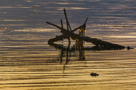 Foto de Largos restos de tiro lejano de barco en canal beagle, ushuaia, tierra del fuego, argentina - Imagen libre de derechos