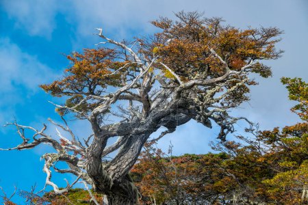 Foto de Hermosos viejos árboles de lenga, bahía de torito, provincia de tierra del fuego, Argentina - Imagen libre de derechos
