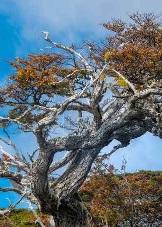 Foto de Hermosos viejos árboles de lenga, bahía de torito, provincia de tierra del fuego, Argentina - Imagen libre de derechos