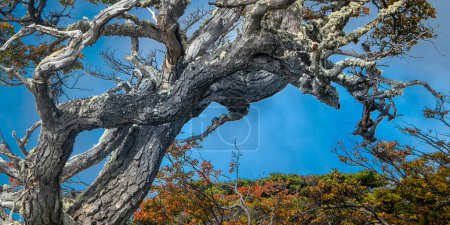 Foto de Hermosos viejos árboles de lenga, plano panorámico, bahía de torito, provincia de tierra del fuego, Argentina - Imagen libre de derechos
