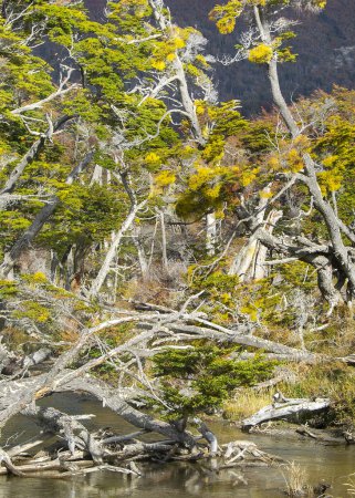 Foto de Hermosos árboles de lenga, bahía de torito, provincia de tierra del fuego, Argentina - Imagen libre de derechos