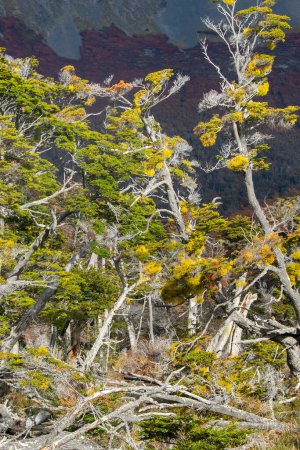 Foto de Hermosos árboles de lenga, bahía de torito, provincia de tierra del fuego, Argentina - Imagen libre de derechos