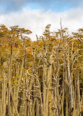 Foto de Hermosos árboles de lenga en la bahía de torito, provincia de tierra del fuego, Argentina - Imagen libre de derechos