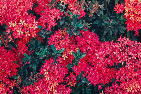 Photo for Top view closeup shot colorful botanic motif red flowers and green dark plants background - Royalty Free Image