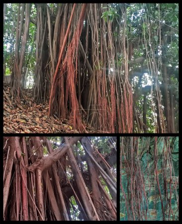 Mangroves tree photo montage, san eduardo hill, guayaquil, guayas, ecuador