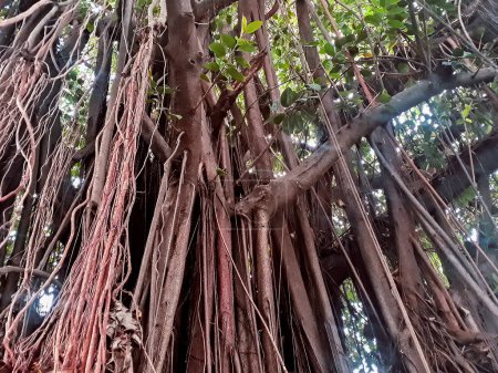Mangrove tronc angle bas, cerro san eduardo, guayaquil, ecuador