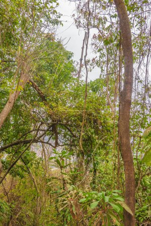 Trockene Waldlandschaft mit hohen schlanken Bäumen, Hügel San Eduardo, Guayaquil, Ecuador