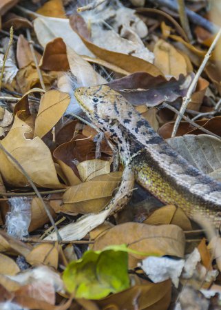 Little lizard camouflaged at dround detail, dry forest, san eduardo hill, guayaquil, ecuador