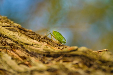 Grünes Nezara-Viridula-Insekt, das am Stammbaum über verschwommenen dunklen Himmelshintergrund spaziert