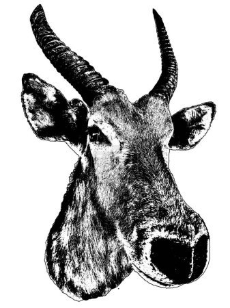 Antelope embalmed head isolated black and white graphic
