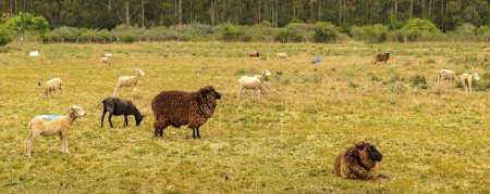 Schafherden stehen in der Landschaft am Land, Maldonado, Uruguay