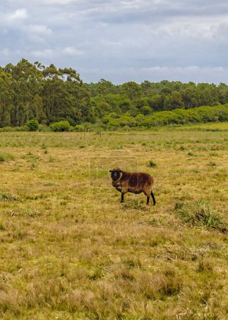 Brown sheep standing at countryside landscape, maldonado, uruguay