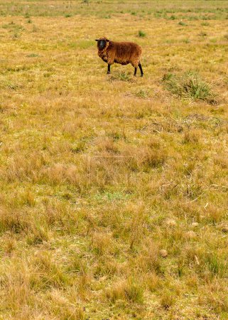 Braune Schafe auf dem Land, maldonado, uruguay