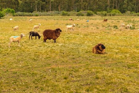 Schafherden stehen in der Landschaft am Land, Maldonado, Uruguay