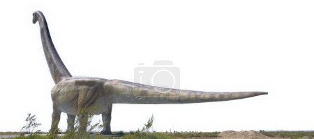 Real scale titanosaur scuplture isolated on white background photo