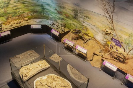 Téléchargez les photos : Trelew, Argentine ; 30 décembre 2022 : Vue intérieure du musée de paléontologie egidio feruglio, trelew, province de chubut, argentine - en image libre de droit
