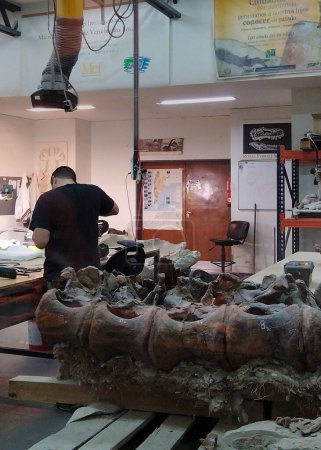 Téléchargez les photos : Trelew, Argentina; December 30 2022: Anthropologists working with bones in big room, paleontology museum, trelew, argentina - en image libre de droit