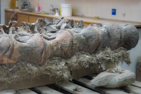 Téléchargez les photos : Trelew, Argentina; December 30 2022: Big dinosaur vertebrae at table at no people room, paleontology museum, trelew, argentina - en image libre de droit