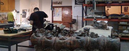 Téléchargez les photos : Trelew, Argentina; December 30 2022: Anthropologists working with bones in big room, paleontology museum, trelew, argentina - en image libre de droit