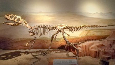 Téléchargez les photos : Trelew, Argentine ; 30 décembre 2022 : dinosaure Piatnitzkysaurus exposé au musée d'aleontologie, trelew, argentine - en image libre de droit