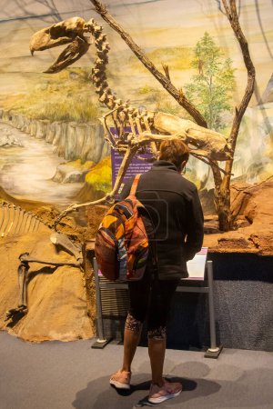 Téléchargez les photos : Trelew, Argentina; December 30 2022: Woman watching information of prehistoric phorusrhacidae bird at paleontology museum, trelew, argentina - en image libre de droit