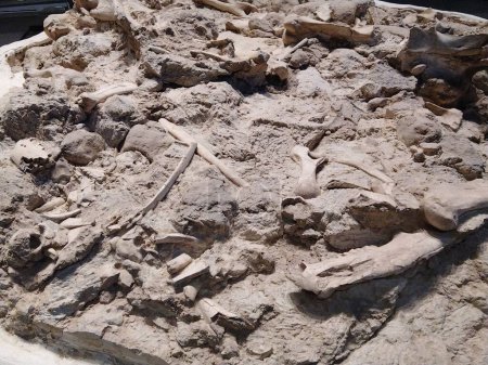 High angle shot cenozoic era bones texture background, paleontology museum, trelew, argentina