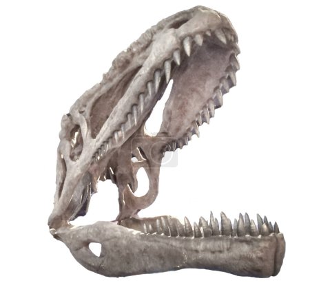 Tyrannotitan chubutensis head with mouth open isolated photo