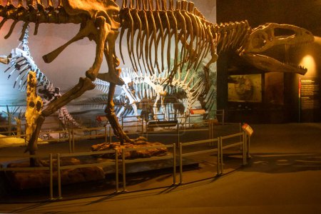 Téléchargez les photos : Trelew, Argentine ; 30 décembre 2022 : Musée de paléontologie, trelew, argentine - en image libre de droit