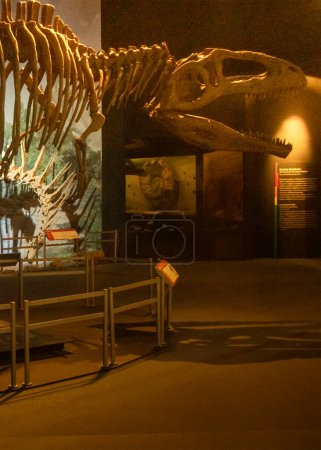 Téléchargez les photos : Trelew, Argentine ; 30 décembre 2022 : Musée de paléontologie, trelew, argentine - en image libre de droit